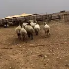 للبيع غنم نعيم مواليد