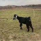 عنز