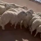 طليان حريات للبيع