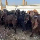 للبيع جفرات قبرصيات دهم