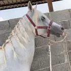 إيواء خيل