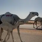 ناقة وضحاء كفوو خلفة ثنيه للبيع