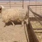 ذبايح فاخره ثلاجه تمايم ضيفه