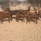 معزي محايليه
