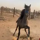 خيل