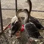 وز عراقي