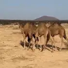 حشو