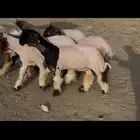رخال نعيم صنف