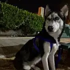 هاسكي. ذكر. العمر 9 اشهر لعوب وأليف. مع الأطفال