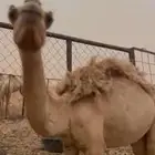 مفاريد للبيع