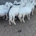 غنم ولد