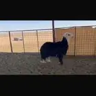 طلي نجدي مشروط من كل شي