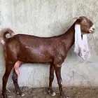 عنز مشروكة منتجة
