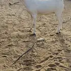 جفره ببشيه
