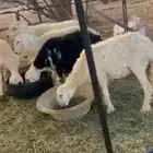 للبيع خلفه حريه تامه