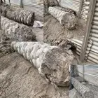 للبيع جذوع