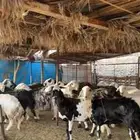 ضان مضريع