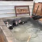 بط مصري انتاج طيب