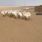 18 شات حرية فرصة للمربي والقاني