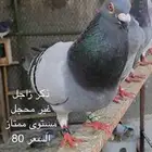ذكرين زاجل