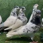 للبيع حمام بانتيز