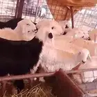 طليان للبيع عدد12