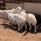 ضان الحناكيه
