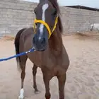 للبيع فرس شعبيه