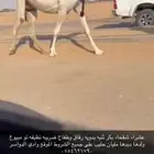 ضروبه شقحا بكر ثنيه مبيوع ولدها