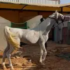 حصان فحل واهو
