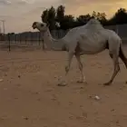 ضروبه وضحاء