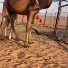 خلفه بكر جذعه