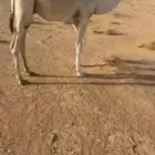 قعود للبيع