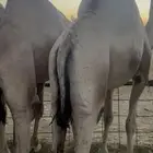 قعدان للبيع