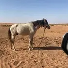 حصان للبيع الموقع غرب شقراء مع البل مبطي من الركوب العمر 6