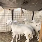 رخال ضحايا
