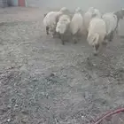 اضاحي فاخرة نعيم