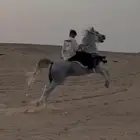 حصان شعبي ركوب طرب تربيع و سست وسبوق