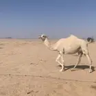 لبيع بكره وضحاء ملاقي قريب ولدتها سنها ثنيه