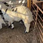 ذبايح نجد