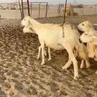 غنم حرية صنف حرش صغار سن العدد 35
