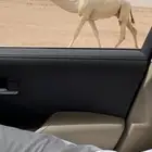 قعود فاخر على ابن عجاريد
