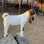 تيس مشروع فحل هولندي