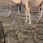 ثنيه وضحا طيبه حرشا ورقاقه