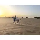خيل حصان فرس ركوب خيل في بر الجبيل
