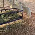 طليان حري