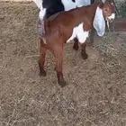 تيوس