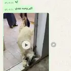 خرفان نعيم تيوس