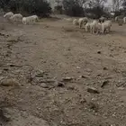 غنم حري ونعيمي