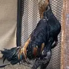 ديك شامو ياباني